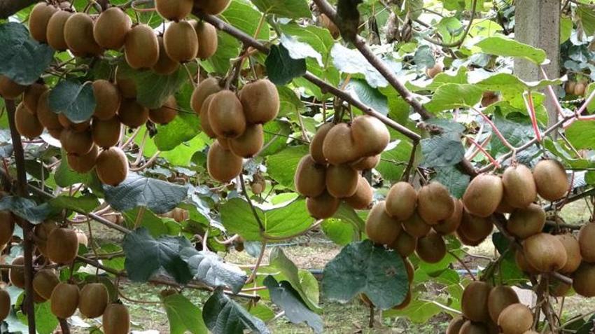 Samsun'da hasat başladı! Gramı 90 liradan satılıyor: Fiyatlar yüzde yüz arttı