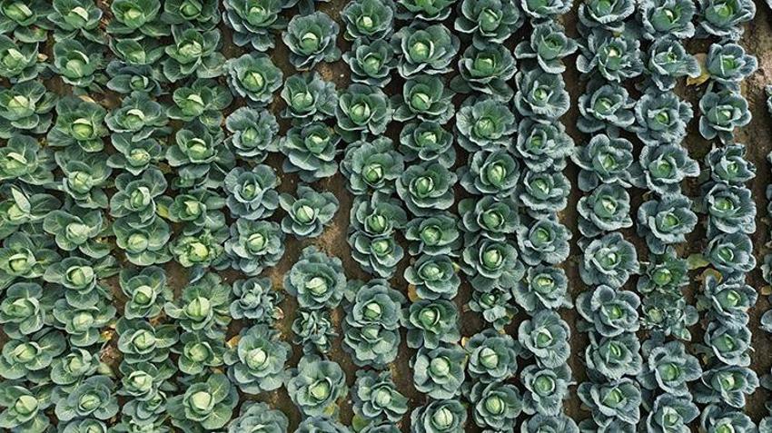 Bafra Ovası'nda gizli lezzet ortaya çıktı! Kırmızı karnabahar tarlasına çiftçi akını!