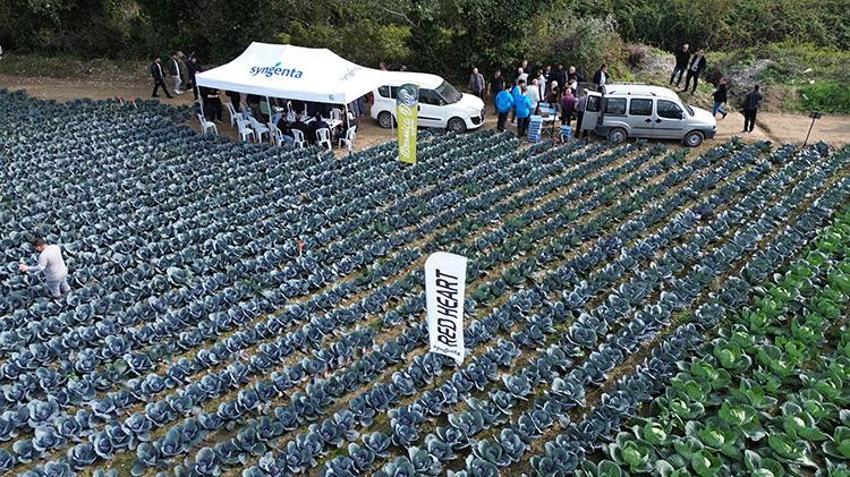 Bafra Ovası'nda gizli lezzet ortaya çıktı! Kırmızı karnabahar tarlasına çiftçi akını!