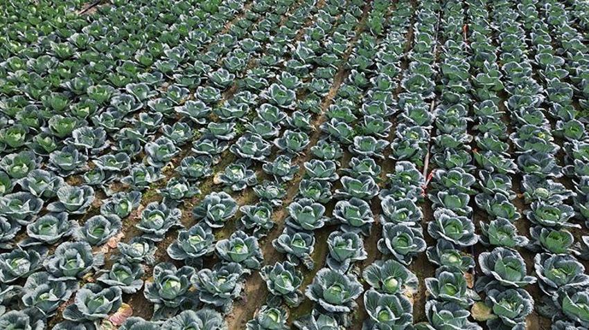 Bafra Ovası'nda gizli lezzet ortaya çıktı! Kırmızı karnabahar tarlasına çiftçi akını!