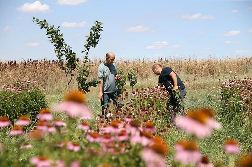 Bir kökü 1000 TL'ye satılıyor: Eskişehir'de yetiştirilmeye başlandı