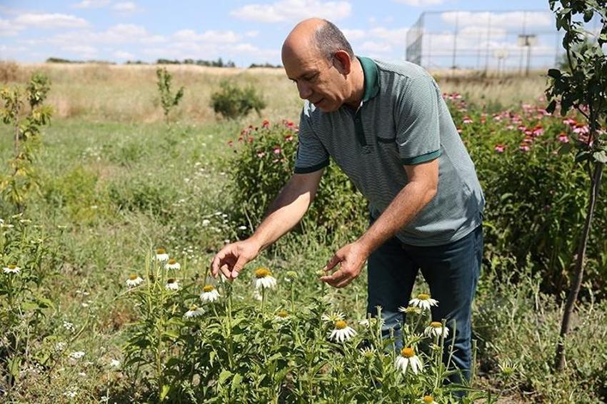 Bir kökü 1000 TL'ye satılıyor: Eskişehir'de yetiştirilmeye başlandı