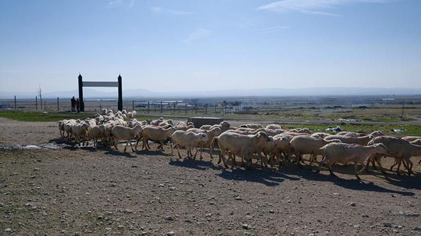 Eskişehir'de 30 yıldır kapalı! Üreticiler dertli: sayı 50 binden 15 bine düştü