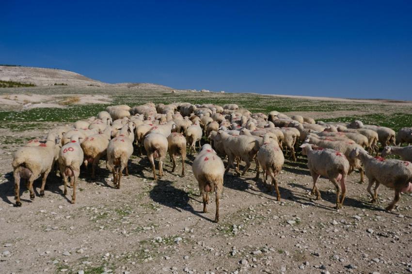 Eskişehir'de 30 yıldır kapalı! Üreticiler dertli: sayı 50 binden 15 bine düştü