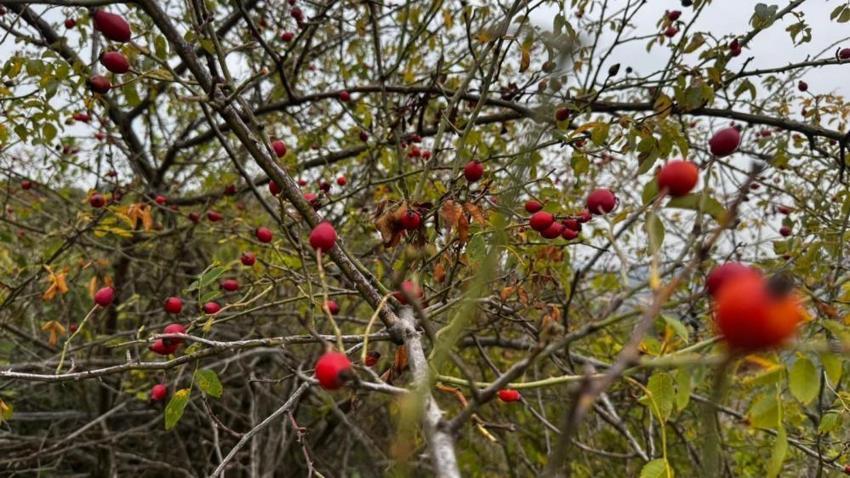 Karadeniz'de tek tek toplayıp kasa kasa satıyor! Zonguldak'ta başladı: Köylü fiyatını belirledi