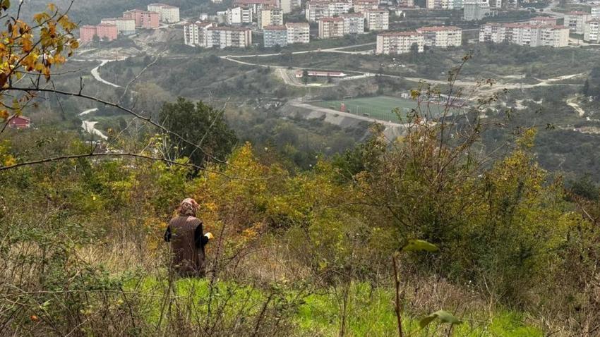 Karadeniz'de tek tek toplayıp kasa kasa satıyor! Zonguldak'ta başladı: Köylü fiyatını belirledi