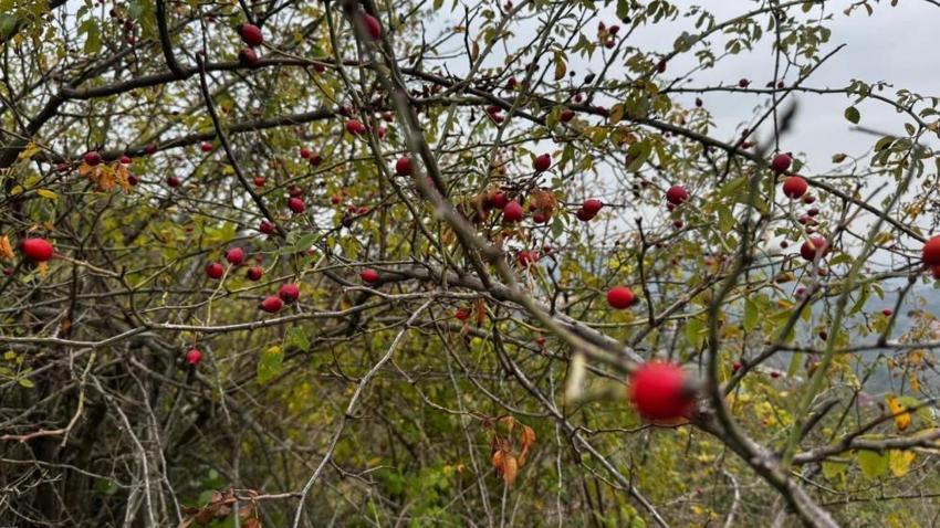 Karadeniz'de tek tek toplayıp kasa kasa satıyor! Zonguldak'ta başladı: Köylü fiyatını belirledi
