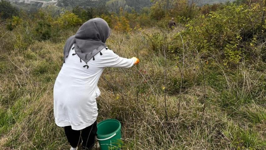 Karadeniz'de tek tek toplayıp kasa kasa satıyor! Zonguldak'ta başladı: Köylü fiyatını belirledi