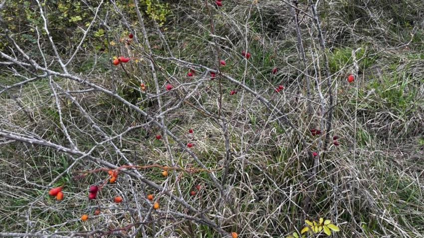 Karadeniz'de tek tek toplayıp kasa kasa satıyor! Zonguldak'ta başladı: Köylü fiyatını belirledi