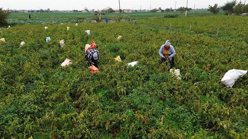 Samsun'da 32 bin dekar alanda hasadı başladı: Aralık ayına kadar sürecek, fiyatı 15 lira!