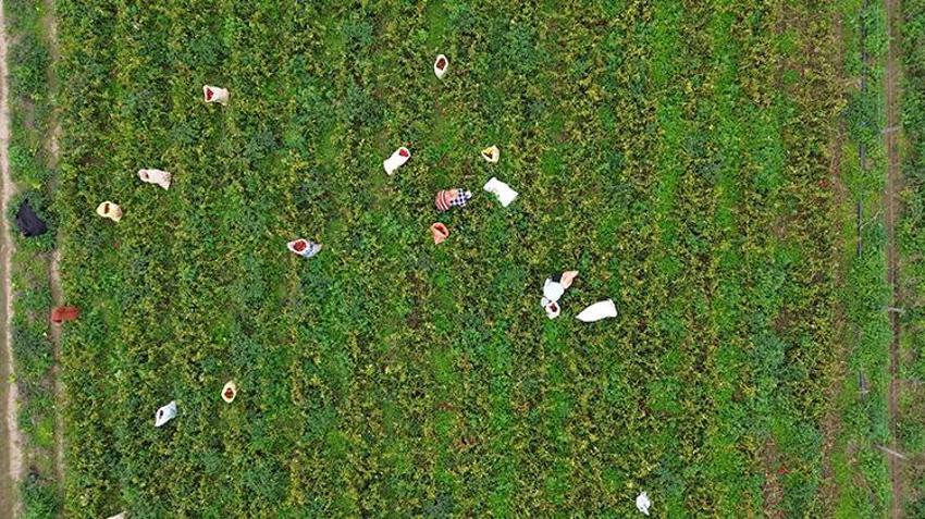 Samsun'da 32 bin dekar alanda hasadı başladı: Aralık ayına kadar sürecek, fiyatı 15 lira!