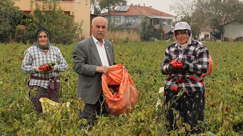 Samsun'da 32 bin dekar alanda hasadı başladı: Aralık ayına kadar sürecek, fiyatı 15 lira!