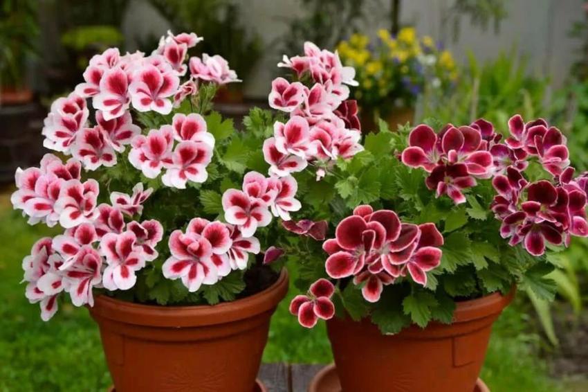 Bu 5 çiçek evliliği geciktiriyor: Bekar kadınlar evine sokmasın!