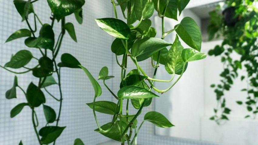 Bu 5 çiçek evliliği geciktiriyor: Bekar kadınlar evine sokmasın!