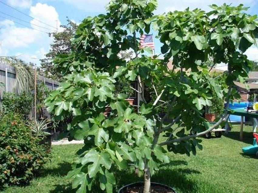 Bu 5 çiçek evliliği geciktiriyor: Bekar kadınlar evine sokmasın!