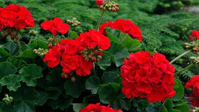 Bu 5 çiçek evliliği geciktiriyor: Bekar kadınlar evine sokmasın!