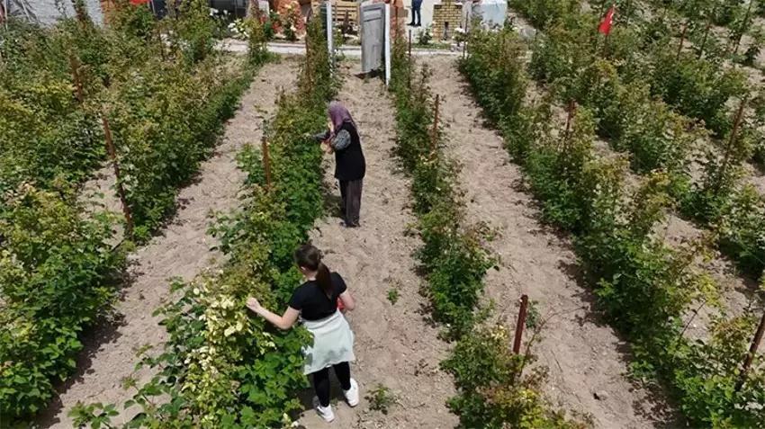 Yılın 12 ayında ürün veriyor! Eken büyük servet kazanıyor: 81 ilde üretim yapılabiliyor