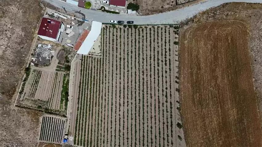 Yılın 12 ayında ürün veriyor! Eken büyük servet kazanıyor: 81 ilde üretim yapılabiliyor