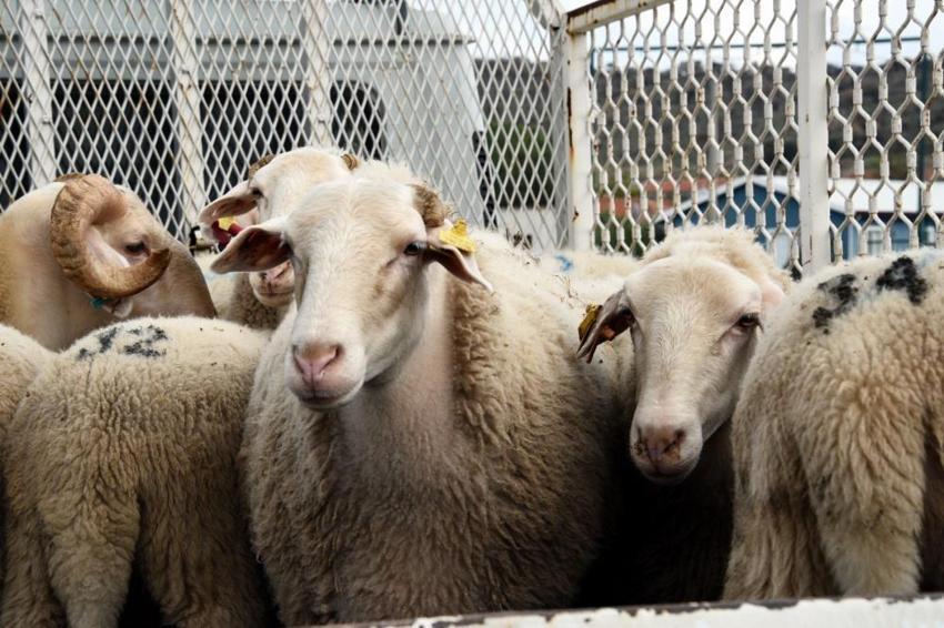 İzmir'de yerel kalkınmaya dev adım! 210 küçükbaş hayvan teslimatı tamam! Üreticiler safkan damızlıklarla sürülerini güçlendiriyor