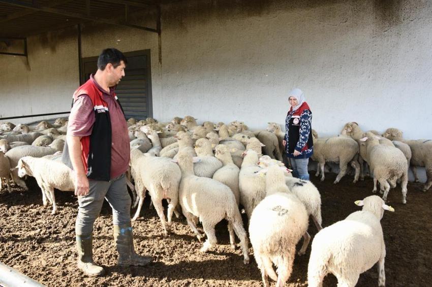 İzmir'de yerel kalkınmaya dev adım! 210 küçükbaş hayvan teslimatı tamam! Üreticiler safkan damızlıklarla sürülerini güçlendiriyor