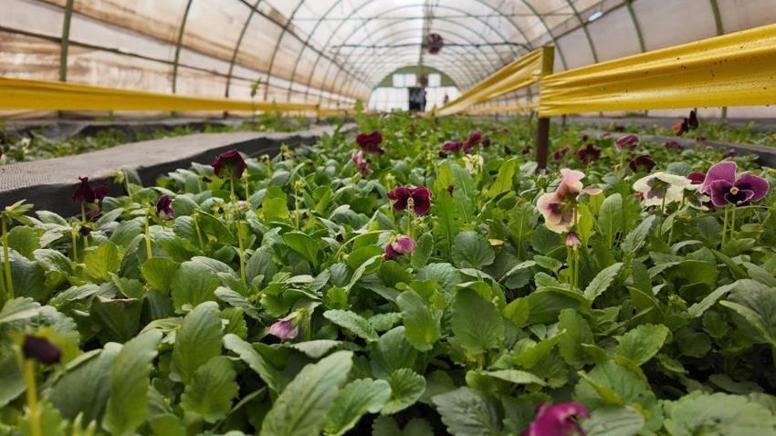 Şanlıurfa'dan dev tasarruf hamlesi: Dışa bağımlılık tarih oluyor!