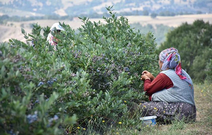 Bursa'nın barajları alarm veriyor! Şehrin iki ilçesi için ciddi uyarı: Böyle devam ederse üretim sekteye uğrar