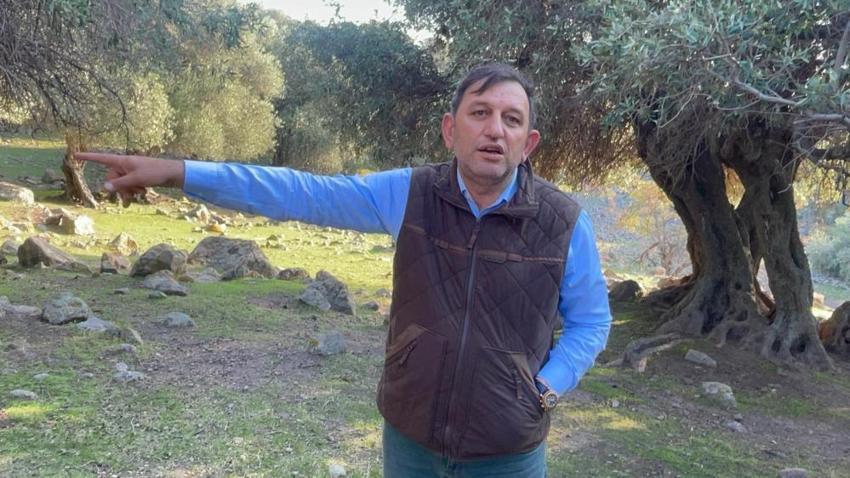 Türkiye'de sadece Gökçeada'da yetişiyor: Ne ilaç var ne gübre, hala meyve vermeye devam ediyor!