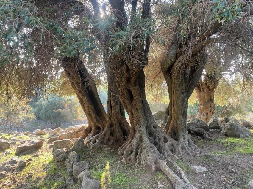 Türkiye'de sadece Gökçeada'da yetişiyor: Ne ilaç var ne gübre, hala meyve vermeye devam ediyor!
