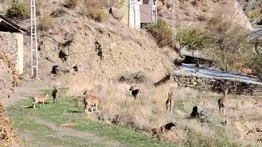 Erzurum'un en güvenilir köyü! Yaban keçileri korkmadan gelip besleniyor