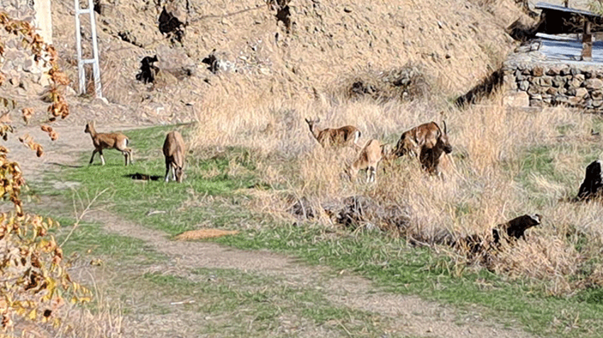 Erzurum'un en güvenilir köyü! Yaban keçileri korkmadan gelip besleniyor