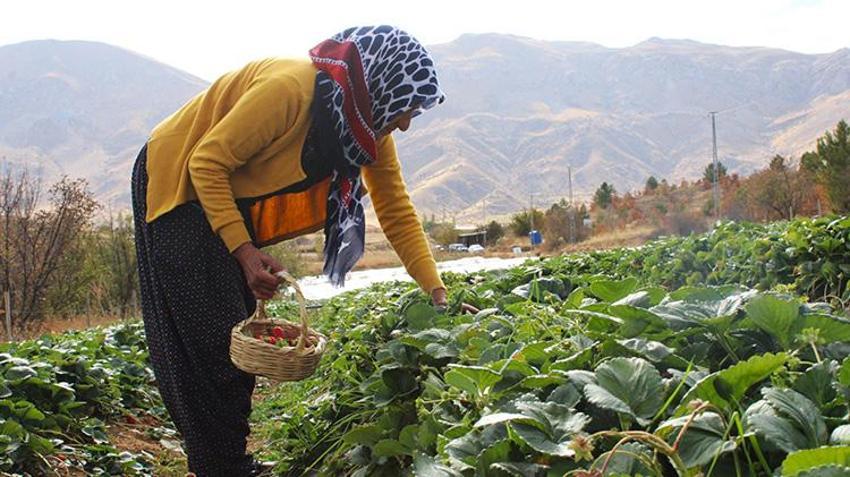 Malatyalı kadın eşini zorla ikna etti şimdi siparişlere yetişemiyor! Hobi olarak başladı ailesinin geçim kaynağı oldu