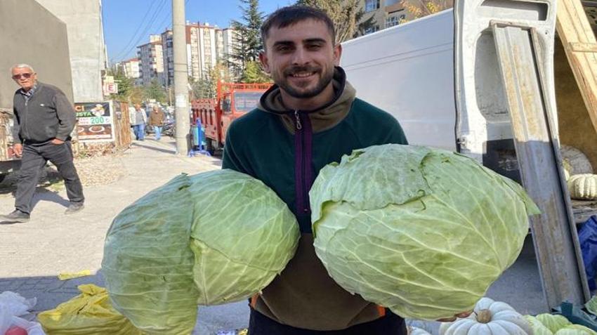 Bu lahanalar görenleri şaşırtıyor! Fiyatı 180 lira! Kapış kapış gidiyor