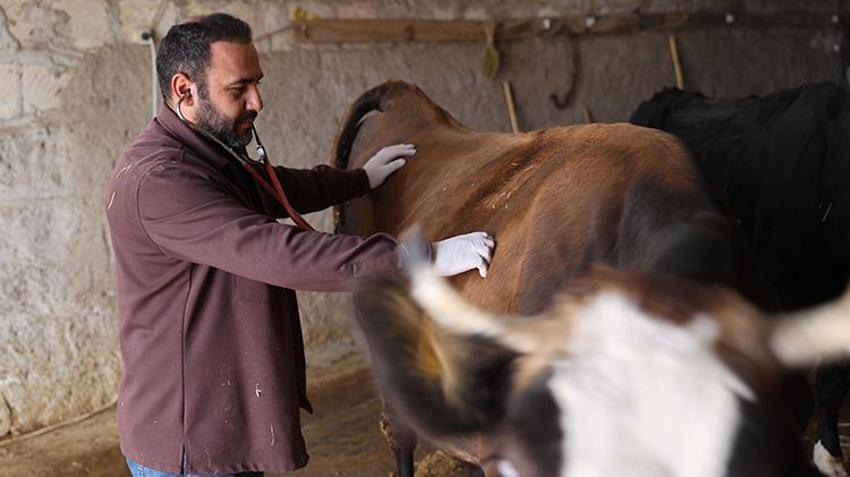 Nevşehirli veteriner hekim, devlet desteğiyle hayvan sayısını artırdı!