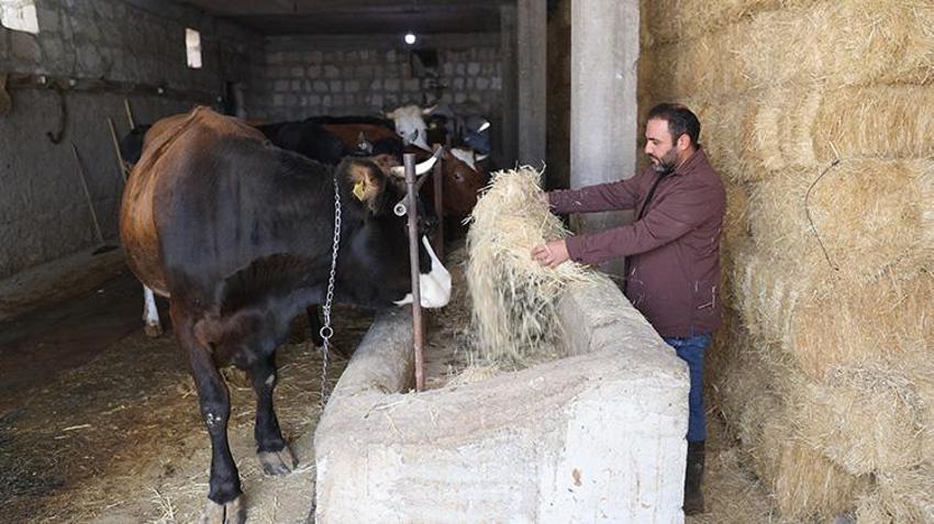 Nevşehirli veteriner hekim, devlet desteğiyle hayvan sayısını artırdı!