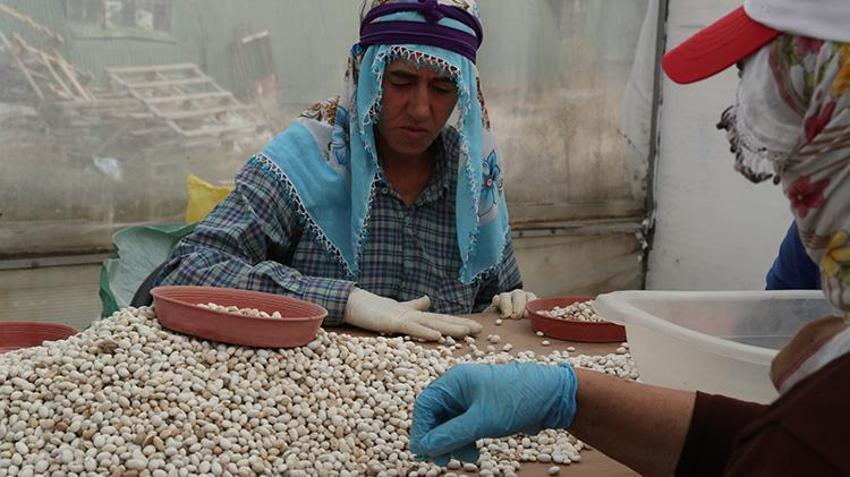 Erzincan'da üretildi, büyük restoran zincirleri peşine düştü! 10 yıllık emeğin ardından tescillendi, şimdi üretimi artırılacak