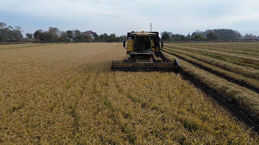 Samsun'da hasatta sona gelindi, çiftçi kazandı! Rekor verim sağlandı