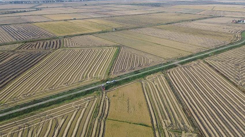 Samsun'da hasatta sona gelindi, çiftçi kazandı! Rekor verim sağlandı