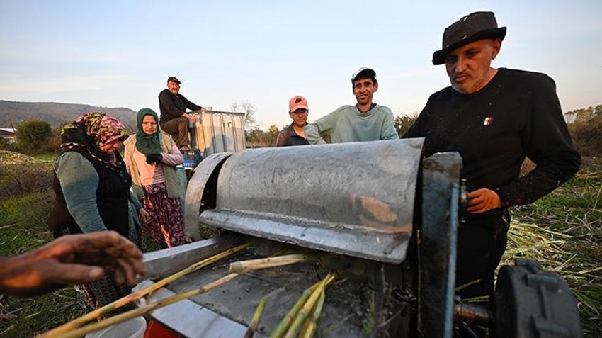 20 dönüm araziye ekti, yılda 1 ton üretmeye başladı! Düzceli kadın girişimci KOSGEB desteğiyle dünyaya açıldı: Yurt dışından sipariş yağıyor