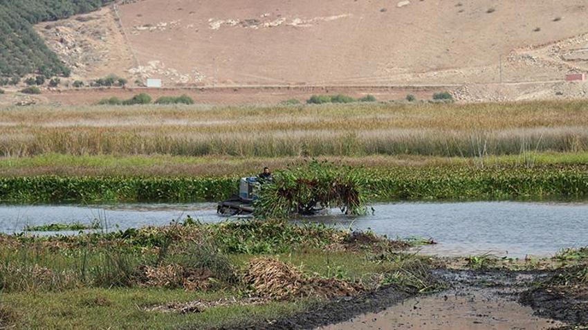Hatay'da Gölbaşı Gölü'nü kaplayan istilacı çiçekler 30 kadının hayatını değiştirdi! Amfibi araçlarla göl temizleniyor, kadınlar sigortalı iş sahibi oluyor