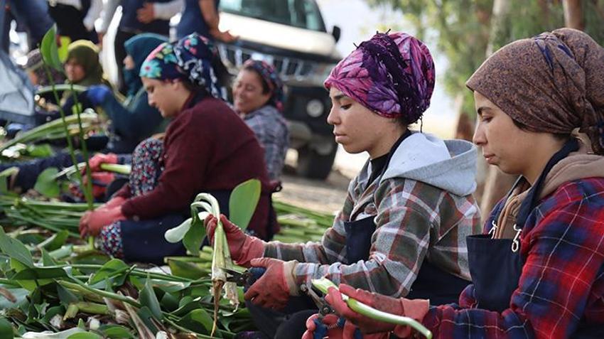 Hatay'da Gölbaşı Gölü'nü kaplayan istilacı çiçekler 30 kadının hayatını değiştirdi! Amfibi araçlarla göl temizleniyor, kadınlar sigortalı iş sahibi oluyor