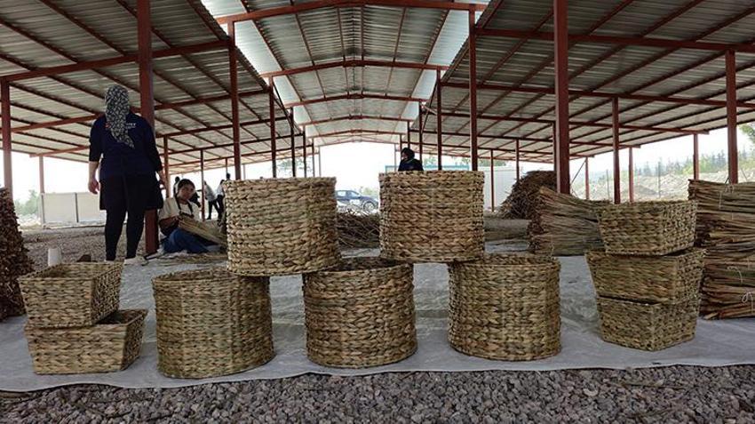 Hatay'da Gölbaşı Gölü'nü kaplayan istilacı çiçekler 30 kadının hayatını değiştirdi! Amfibi araçlarla göl temizleniyor, kadınlar sigortalı iş sahibi oluyor
