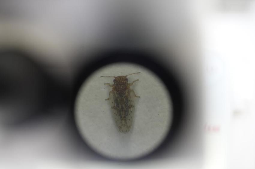 Gaziantep'te kabus başladı! Şehrin her yerini sardılar: Vatandaşlar kapı ve pencerelerini açamıyor