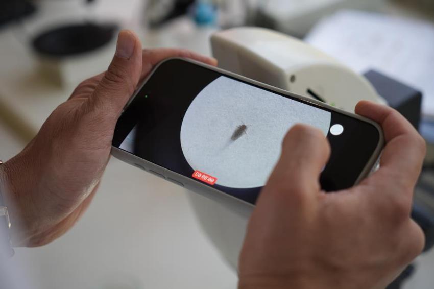 Gaziantep'te kabus başladı! Şehrin her yerini sardılar: Vatandaşlar kapı ve pencerelerini açamıyor