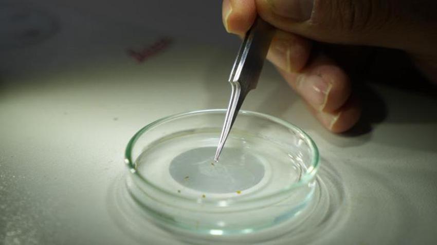 Gaziantep'te kabus başladı! Şehrin her yerini sardılar: Vatandaşlar kapı ve pencerelerini açamıyor