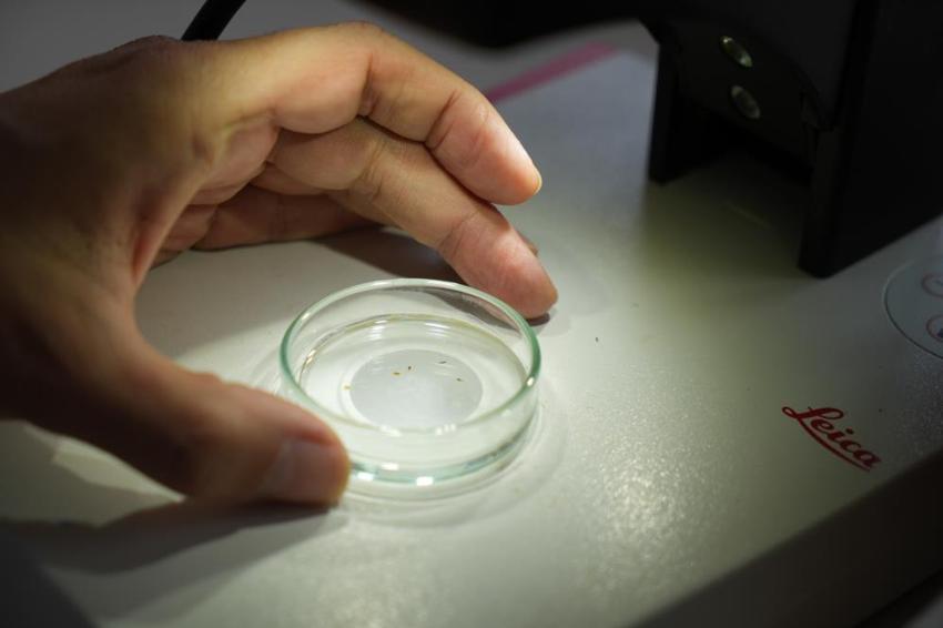 Gaziantep'te kabus başladı! Şehrin her yerini sardılar: Vatandaşlar kapı ve pencerelerini açamıyor