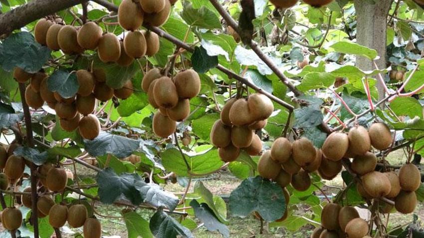 Yalova'nın coğrafi işaretli meyvesi kivide hasat sevinci: Kilosu 80 ila 100 lira arasında değişiyor