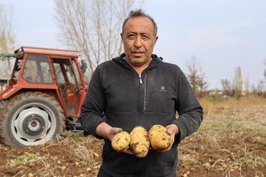 Sivas'ta yılın son hasadı başladı! Bir kere ekti, tonlarca toplayacak, kilosu 30 lira