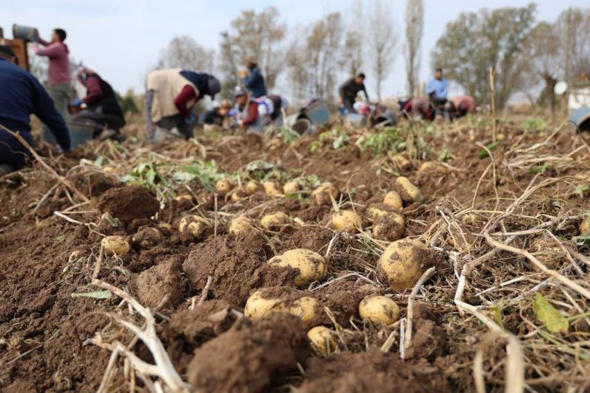 Sivas'ta yılın son hasadı başladı! Bir kere ekti, tonlarca toplayacak, kilosu 30 lira
