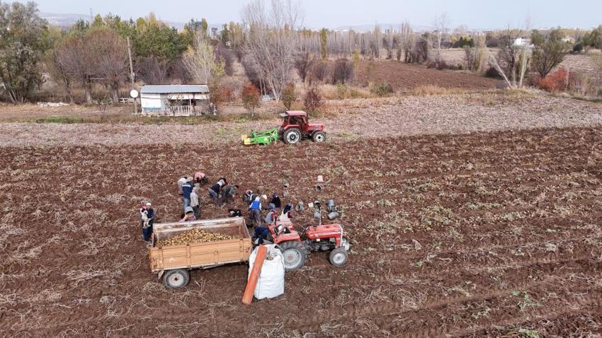 Sivas'ta yılın son hasadı başladı! Bir kere ekti, tonlarca toplayacak, kilosu 30 lira