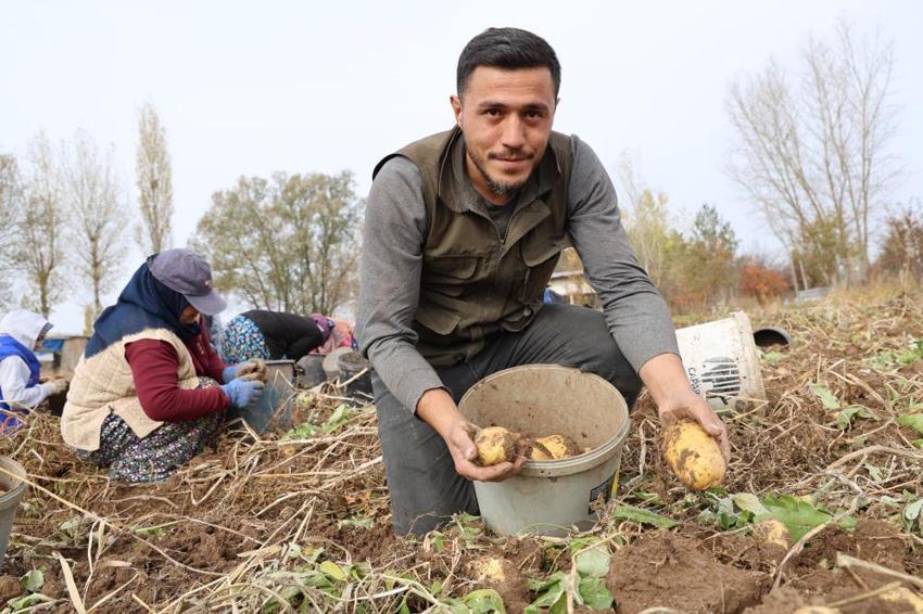 Sivas'ta yılın son hasadı başladı! Bir kere ekti, tonlarca toplayacak, kilosu 30 lira
